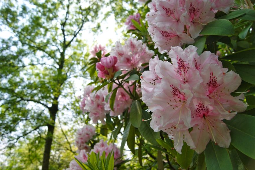 Great Campston & The Billiard Room Gardens