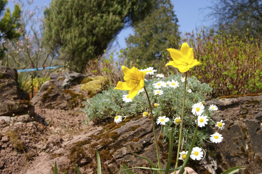 Great Campston & The Billiard Room Gardens