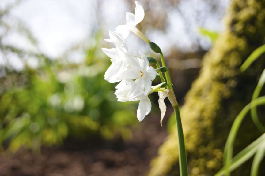 Great Campston & The Billiard Room Gardens