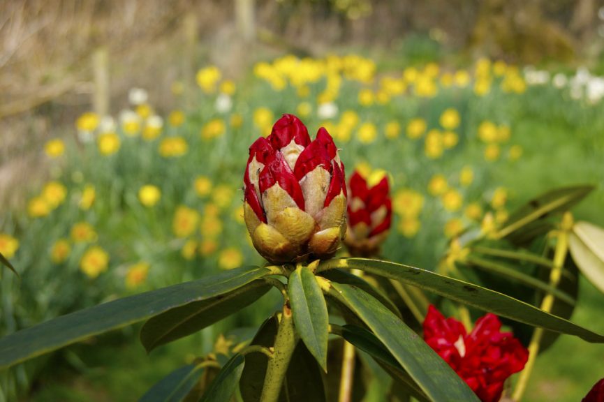 Great Campston & The Billiard Room Gardens