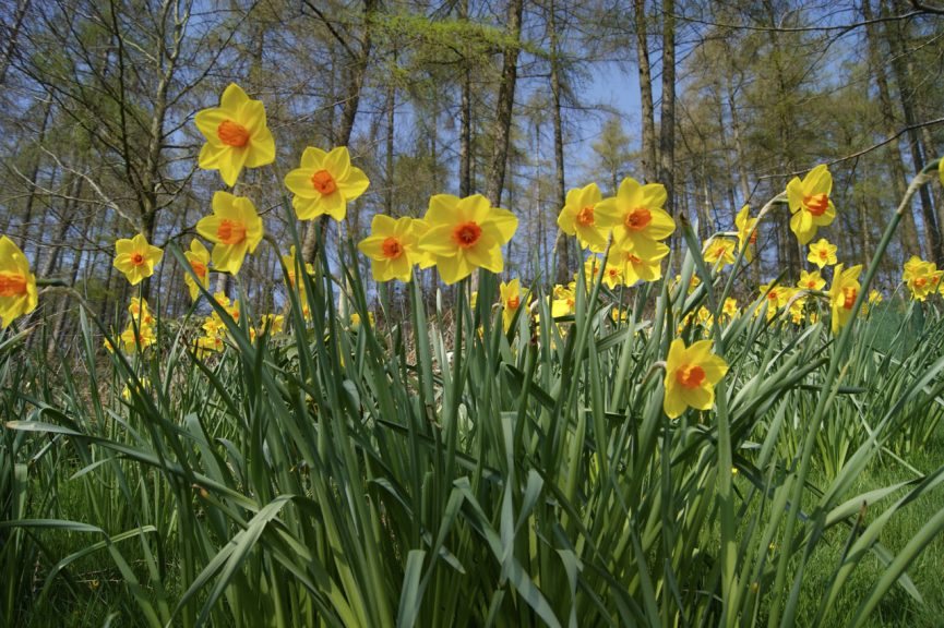 Great Campston & The Billiard Room Gardens