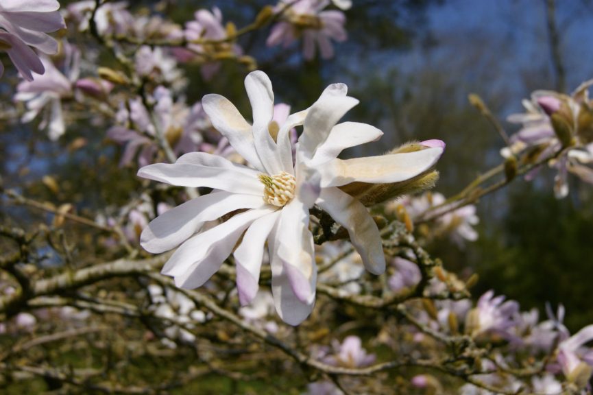 Great Campston & The Billiard Room Gardens