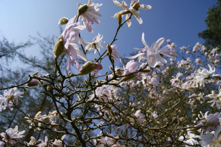 Great Campston & The Billiard Room Gardens