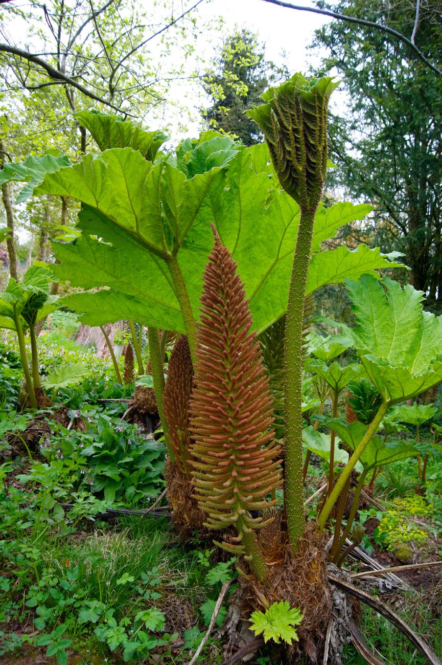 Great Campston & The Billiard Room Gardens