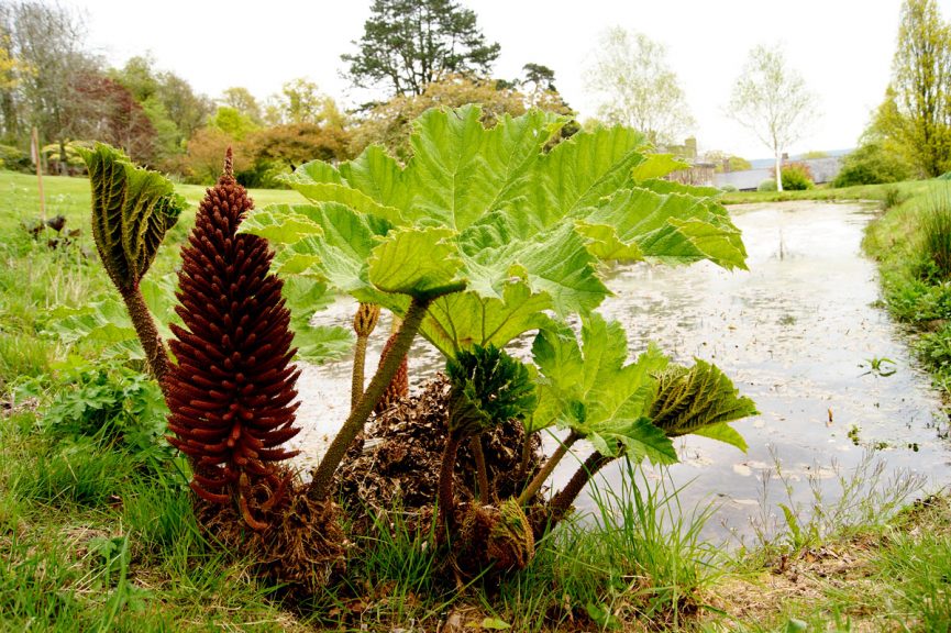 Great Campston & The Billiard Room Gardens